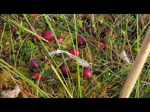 Видео: Карельская клюква. Осень 2023.🌿