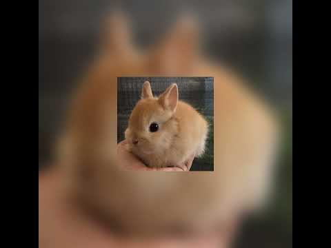 Видео: мишка speed up