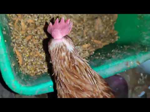 Видео: НОВЫЙ ЭКСПЕРИМЕНТ НАД КУРОЧКОЙ🔥.ПОВЛИЯЛ ЛИ СТРЕСС НА КУР В ТЕПЛИЦЕ🤔.СБОР ЯИЦ🥚