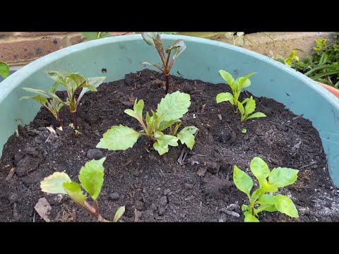 Видео: Георгины! ПОСАДКА в Горшок ! Групповые посадки георгин. How to plant out Dahlias. London.