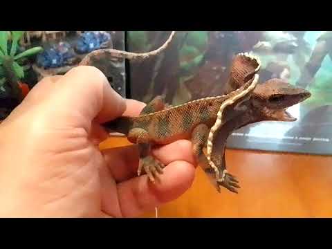 Видео: Collecta - Frillnecked lizard - Плащеносная ящерица