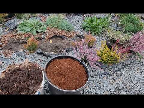 Видео: Как посадить вереск в открытом грунте
