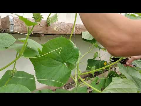 Видео: Пустоцвет на огурцах это не беда, исправляем в два счёта.