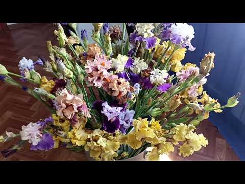 Видео: Подводим итоги гибридизации ириса бородатого. Произведен отбор сеянцев спустя 5 лет.