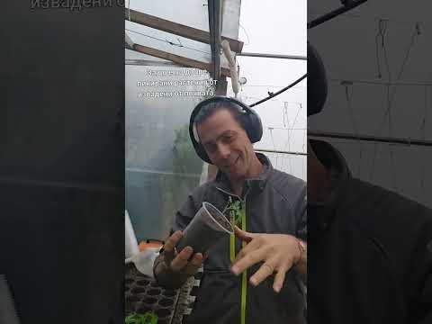 Видео: Пикиране на растенията - правилен подход.