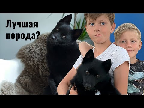 Видео: Охрана вашего кармана - шипперке