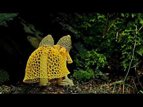 Видео: Времена года. Зима. Весна. Лето. Осень.