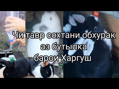 Видео: Тарзи сохтани поилка барои Харгуш. Обхурак аз бутылка