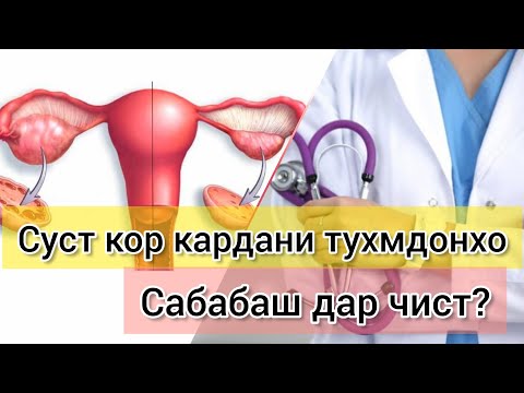 Видео: Суст кор кардани тухмдонхо. Сабабаш дар чист? #тухмдонхо #хаётисолим