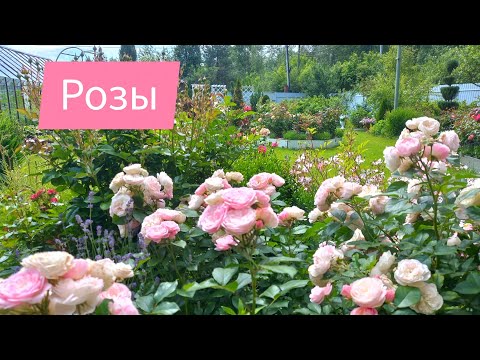 Видео: Розы.Имка Марина.Блаувестад.Мария Терезия.Букет Парфе.2.07.2025г