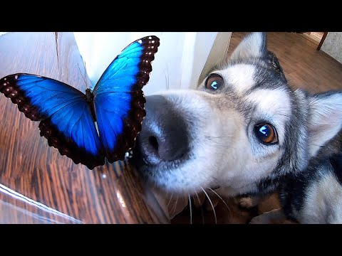 Видео: НОВЫЕ ПИТОМЦЫ! Хищный хаски и большие бабочки. Домашний бабочкарий.