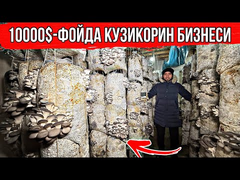 Видео: Қўзиқорин бизнеси фойдали video даромадли камчиқим албатда кўринг☎️+998939781557