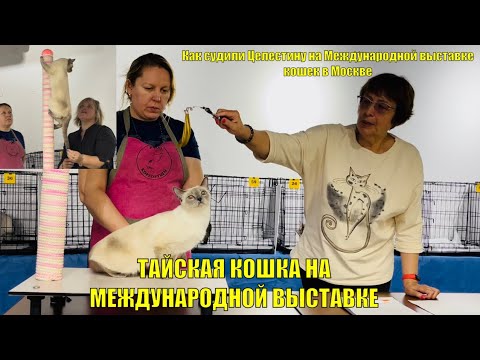 Видео: Москва. Международная выставка кошек  / Целестина - Чемпион  🏆и открыла титул Международный Чемпион