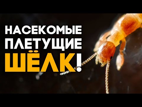 Видео: ЭМБИИ - НАСЕКОМЫЕ, ПЛЕТУЩИЕ ШЁЛКОВЫЕ ДОМА! Embia savignyi - колония в чашке петри \\ Димон и пумба
