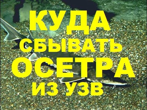 Видео: КУДА СБЫВАТЬ ОСЕТРА ИЗ УЗВ