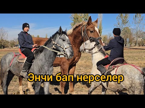 Видео: Энчи бап нерселер 13 ноября 2025 улагы тамай дейт #жылкыбазар #атбазар #продажалошадей 