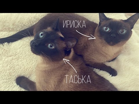 Видео: Чем кормить тайскую кошку?