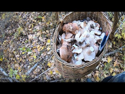 Видео: Как искать и собирать подтопольники (рядовка тополевая)