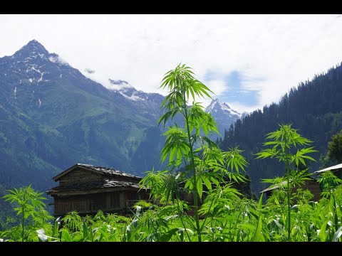 Видео: Индия часть13 Пулга КхирГанга