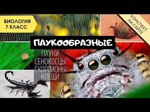 Видео: Класс Паукообразные. Биология 7 класс. Строение тела, система. Отряды пауки, клещи, сенокосцы