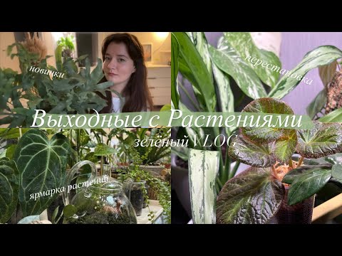 Видео: Мои дни с Растениями || пересадка, ярмарка растений, обзор новинок, перестановка | Зелёный VLOG
