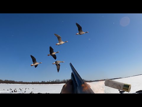 Видео: ЛУЧШИЕ МОМЕНТЫ ОХОТЫ НА ГУСЯ 2022/ HIGHLIGHTS GOOSE HUNTING IN SIBERIA  KOLYMA 2022