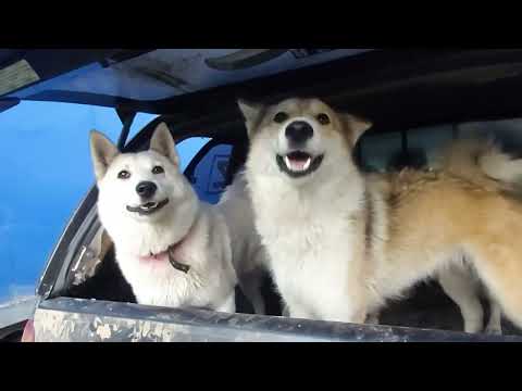 Видео: Перешли на сухой корм