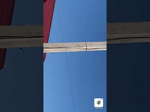 Видео: Голубь Бакинский…Какой он ?