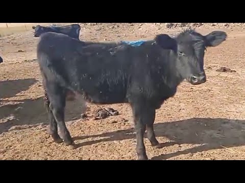 Видео: 09.11.25 5-6-месячные коровы породы Ангус
