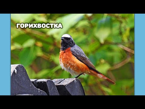 Видео: Горихвостка - как поет, как строит семью и что любит -  (English and German subtitles)