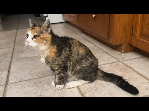 Видео: Пропали кошки? 😲 Где же котята? Утренняя рутина Furbaby