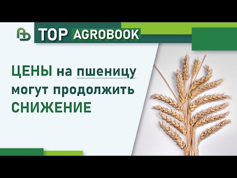 Видео: Цены на пшеницу могут продолжить снижение | TOP Agrobook: обзор аграрных новостей