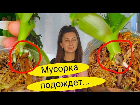 Видео: ОРХОЭКСПЕРЕМЕНТ: ПОТРЯСАЮЩИЕ результаты... орхидеи...