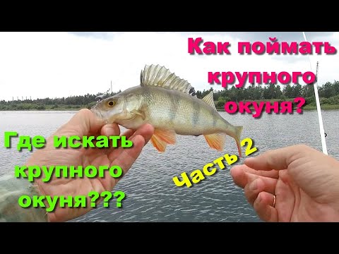Видео: Где искать крупного окуня??? Как поймать крупного окуня?