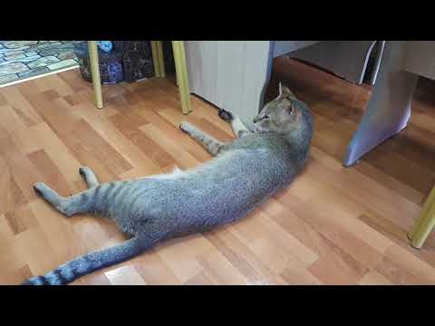 Видео: Камышовый кот дома