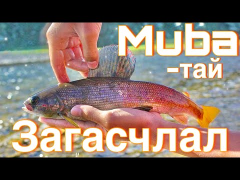 Видео: Наадмын 🎣ЗАГАСЧЛАЛ🎣 (Mongolian fishing;川釣り)