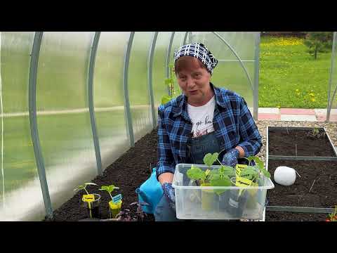 Видео: Что любят огурцы. Высадка рассады.