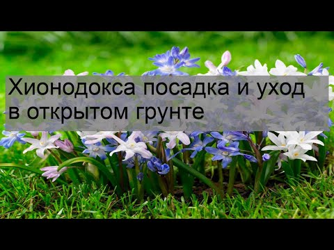 Видео: Хионодокса посадка и уход в открытом грунте