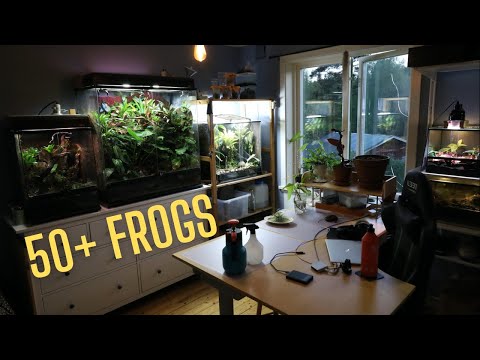 Видео: ПОЛНЫЙ ТУР ПО FROG ROOM 2022: лягушки-дротики, гекконы и растения