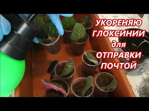 Видео: КАК УКОРЕНЯЮТСЯ 🌺 Глоксинии для ОТПРАВКИ ПОЧТОЙ⁉️