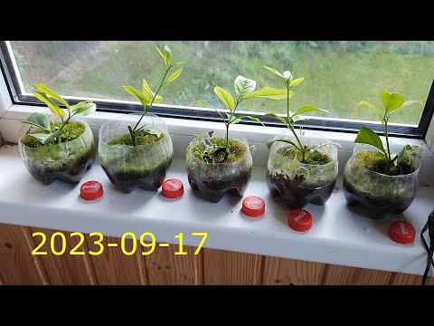 Видео: Укоренение черенков лимона (без гормона укоренения) 2023