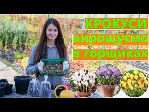 Видео: КРОКУСИ 🌷 ВИРОЩУВАННЯ В ГОРЩИКУ 🏠 🥗