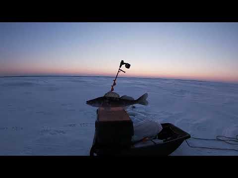 Видео: Madness vs Bassday Range Vib.Судак на Вибы