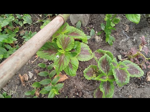 Видео: Колеуси це просто "бур'ян"