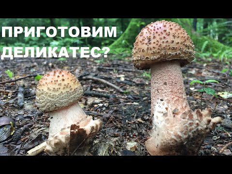 Видео: Съедобный МУХОМОР серо-розовый: собираем и готовим. За грибами 24.06.2020. Трускавец.