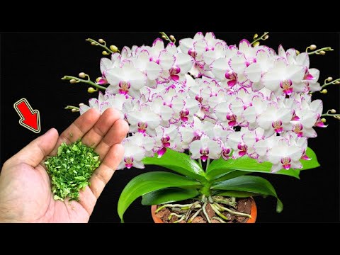 Видео: Просто полейте один раз! Тысячи орхидей цветут круглый год!