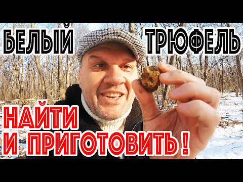Видео: ГДЕ РАСТЕТ БЕЛЫЙ ТРЮФЕЛЬ? ОХОТА НА БЕЛЫЙ ТРЮФЕЛЬ С LAGOTTO ROMAGNOLO! Рецепт ТРЮФЕЛЬНОЙ ПАСТЫ!