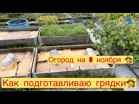 Видео: КАК ПОДГОТАВЛИВАЮ ГРЯДКИ 👩‍🌾 ОГОРОД на 8 ноября.