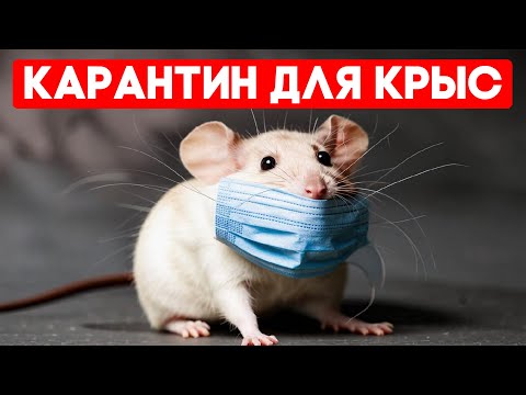 Видео: Карантин для крыс – зачем и как проводить?