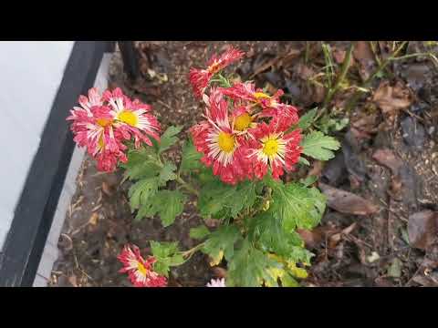 Видео: Відмовляюсь сьогодні щось робити. Треба відпочити. Купила нові квіти. 